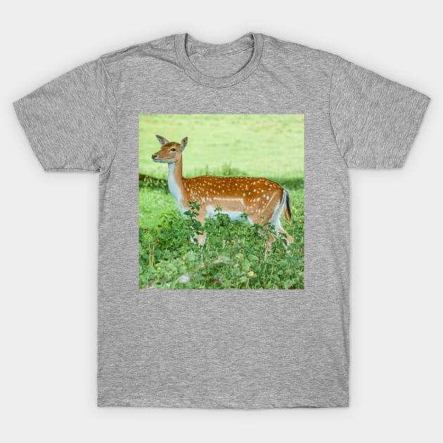 Fallow Deer on the Alert T-Shirt by dalyndigaital2@gmail.com